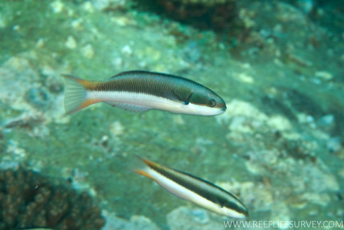 Two-tone Wrasse