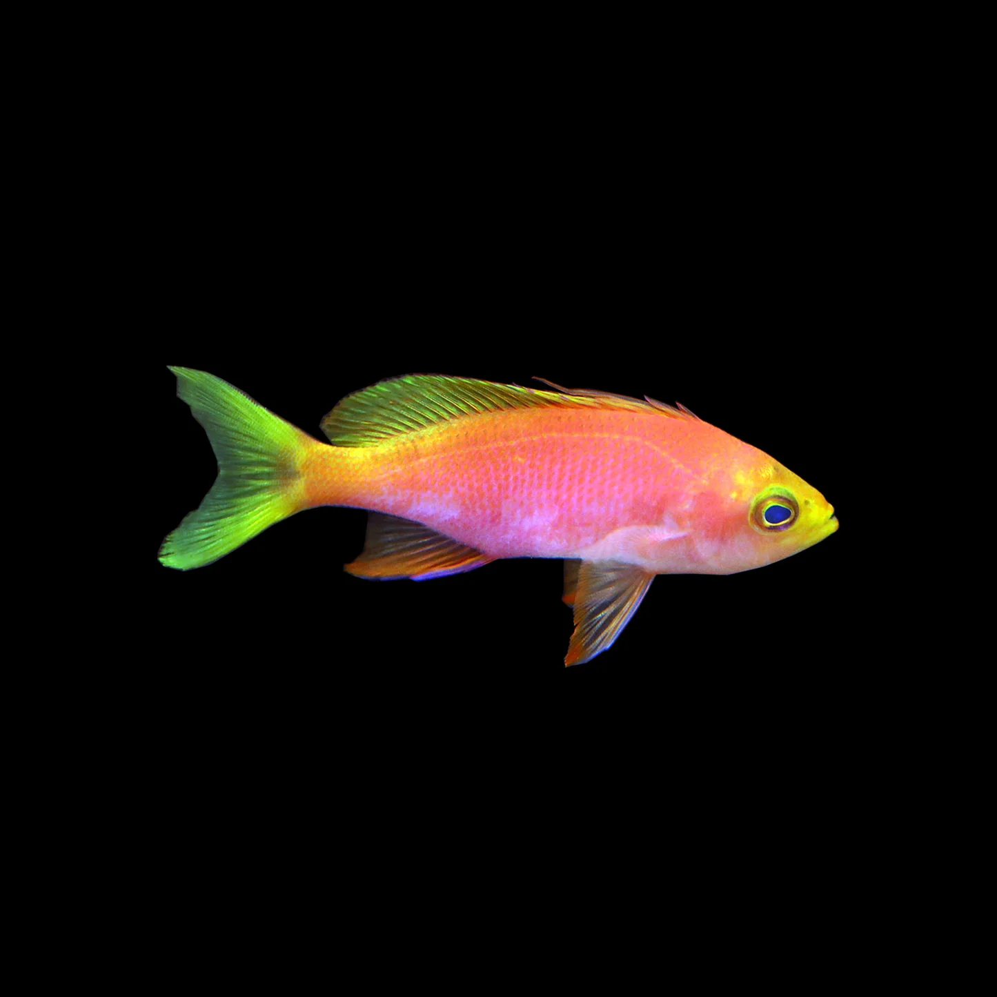 Resplendent Anthias