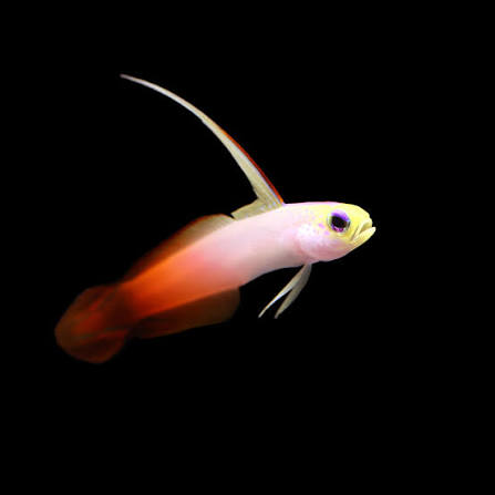 Fire Goby