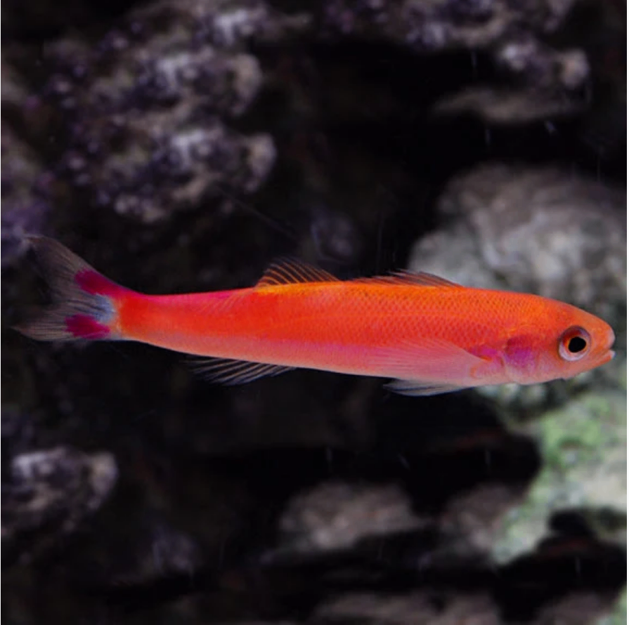 Slender Whitleyi Anthias