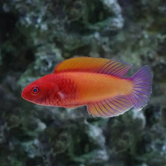 Rosy-scales Fairy Wrasse