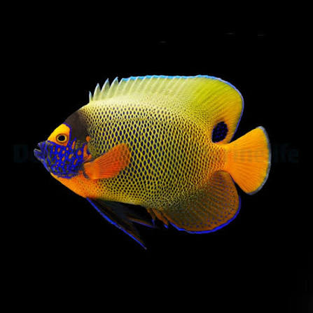 Blueface Angelfish