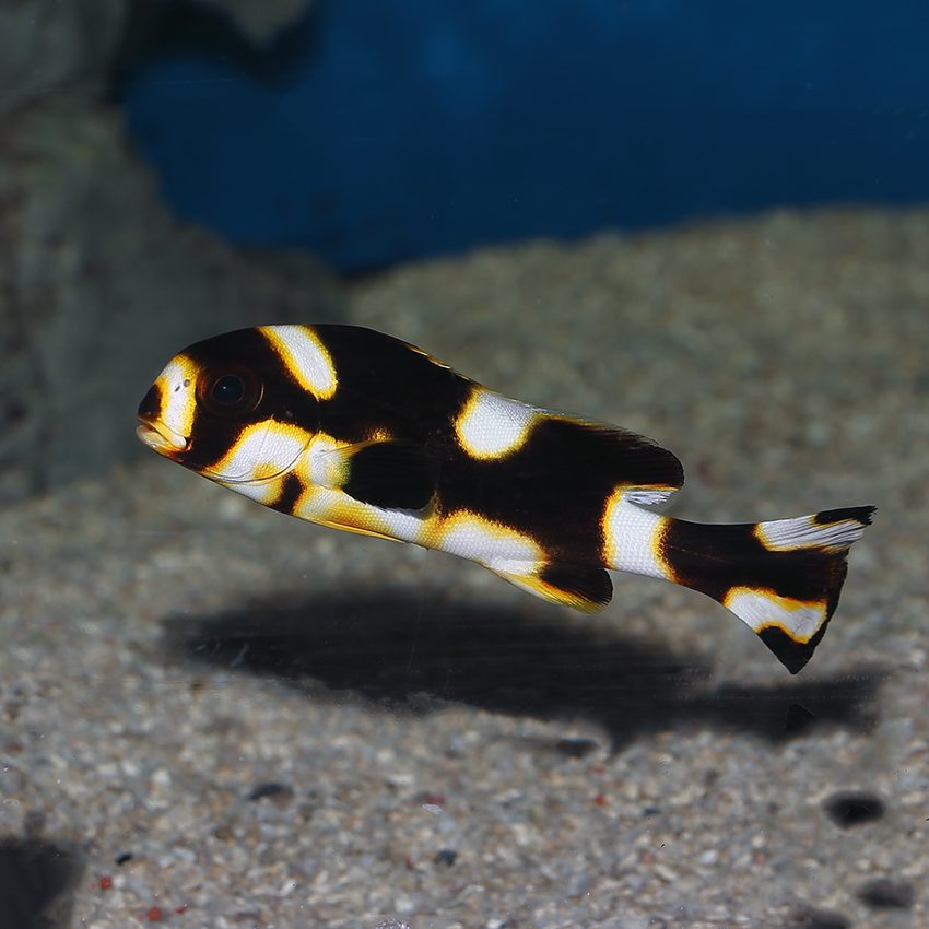 Oriental sweetlips