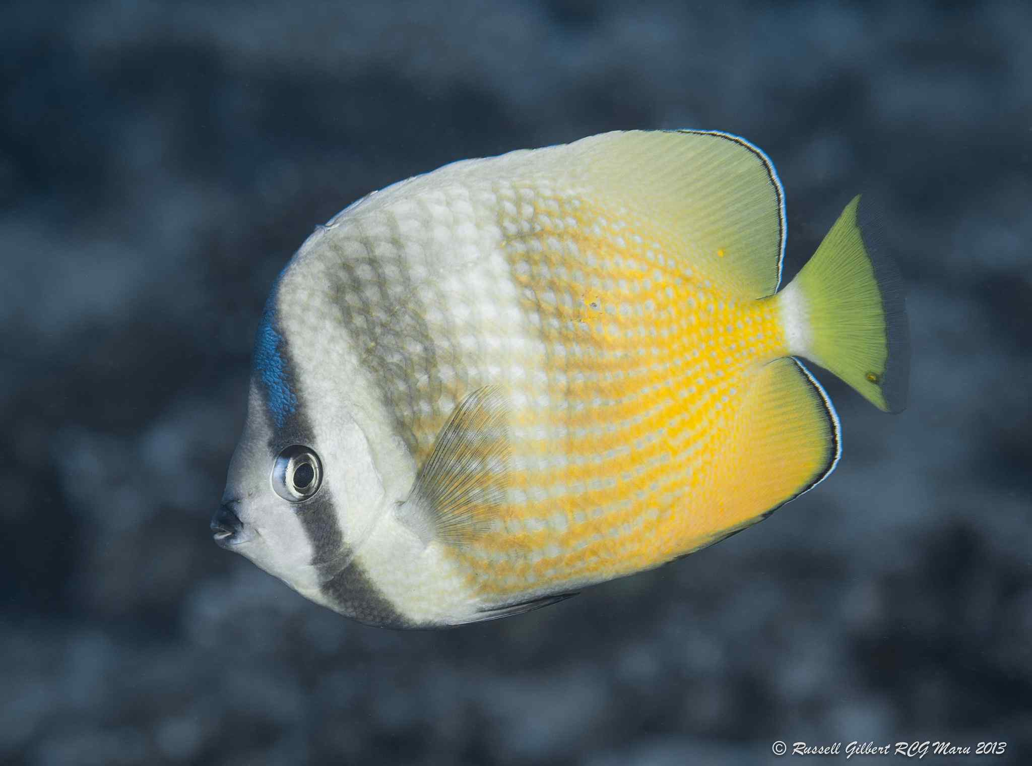 Brown Butterflyfish