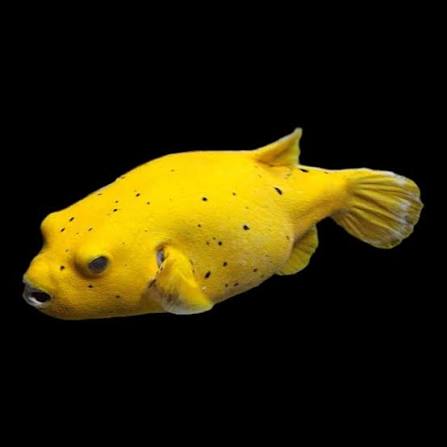 Golden Puffer Fish
