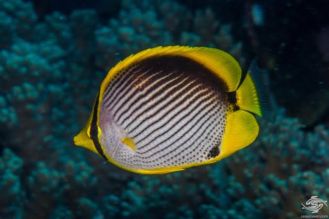 Black Back Butterflyfish