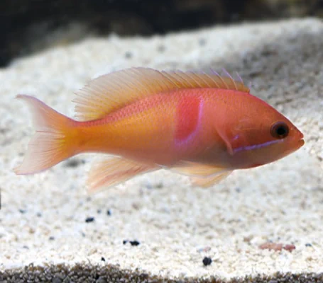 Tricolor Anthias