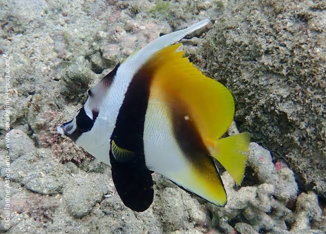 Masked Bannerfish
