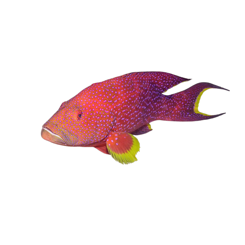 Lyretail Grouper