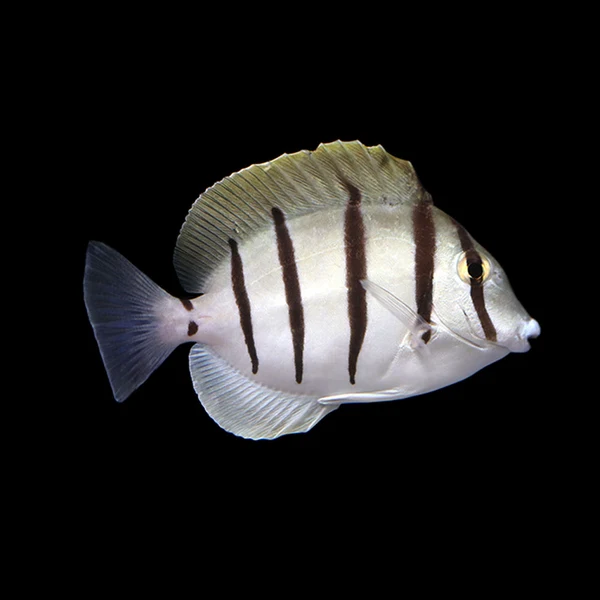 Convict Surgeonfish
