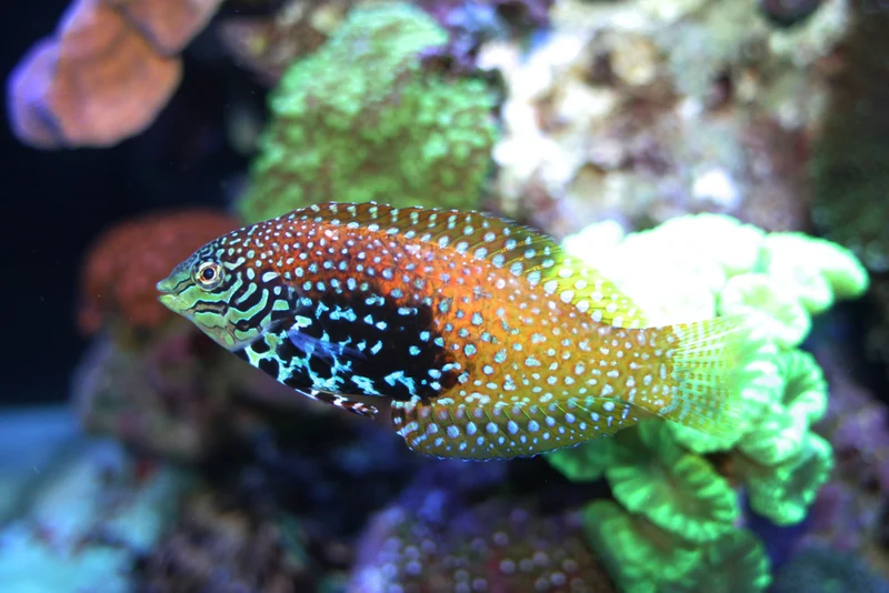 Splended Leopard (Female)