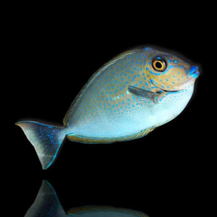 Bignose Unicornfish