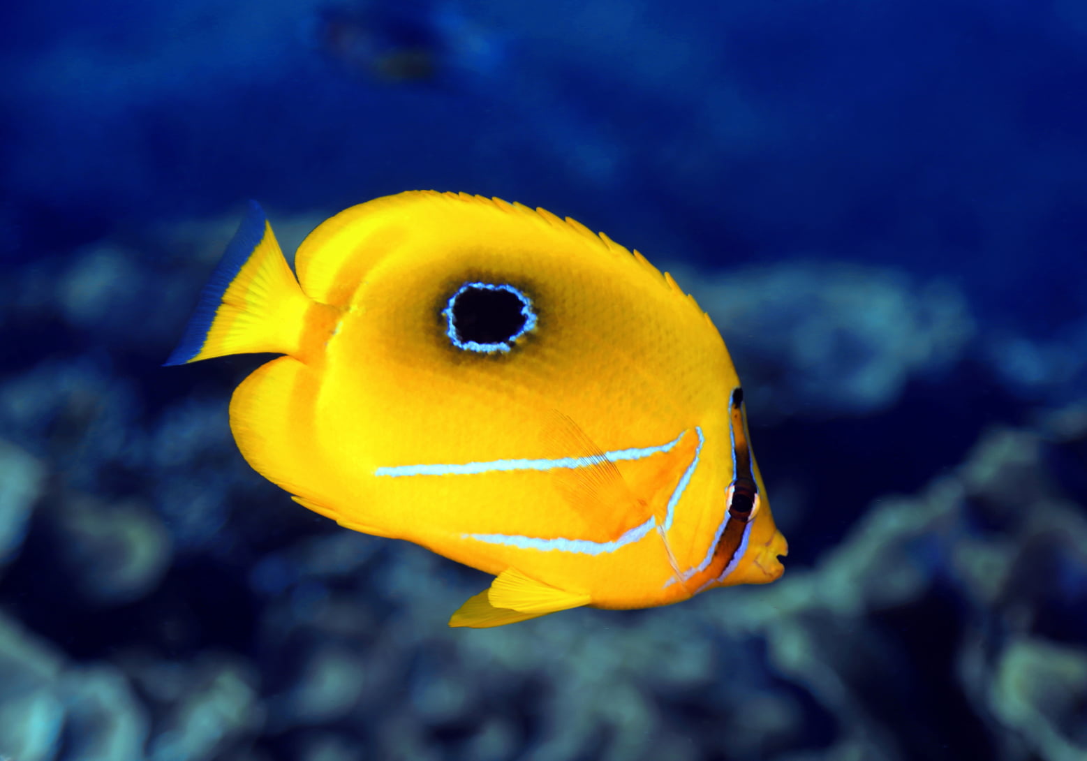 Eclipse Butterflyfish