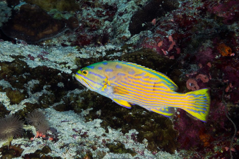Polleni grouper