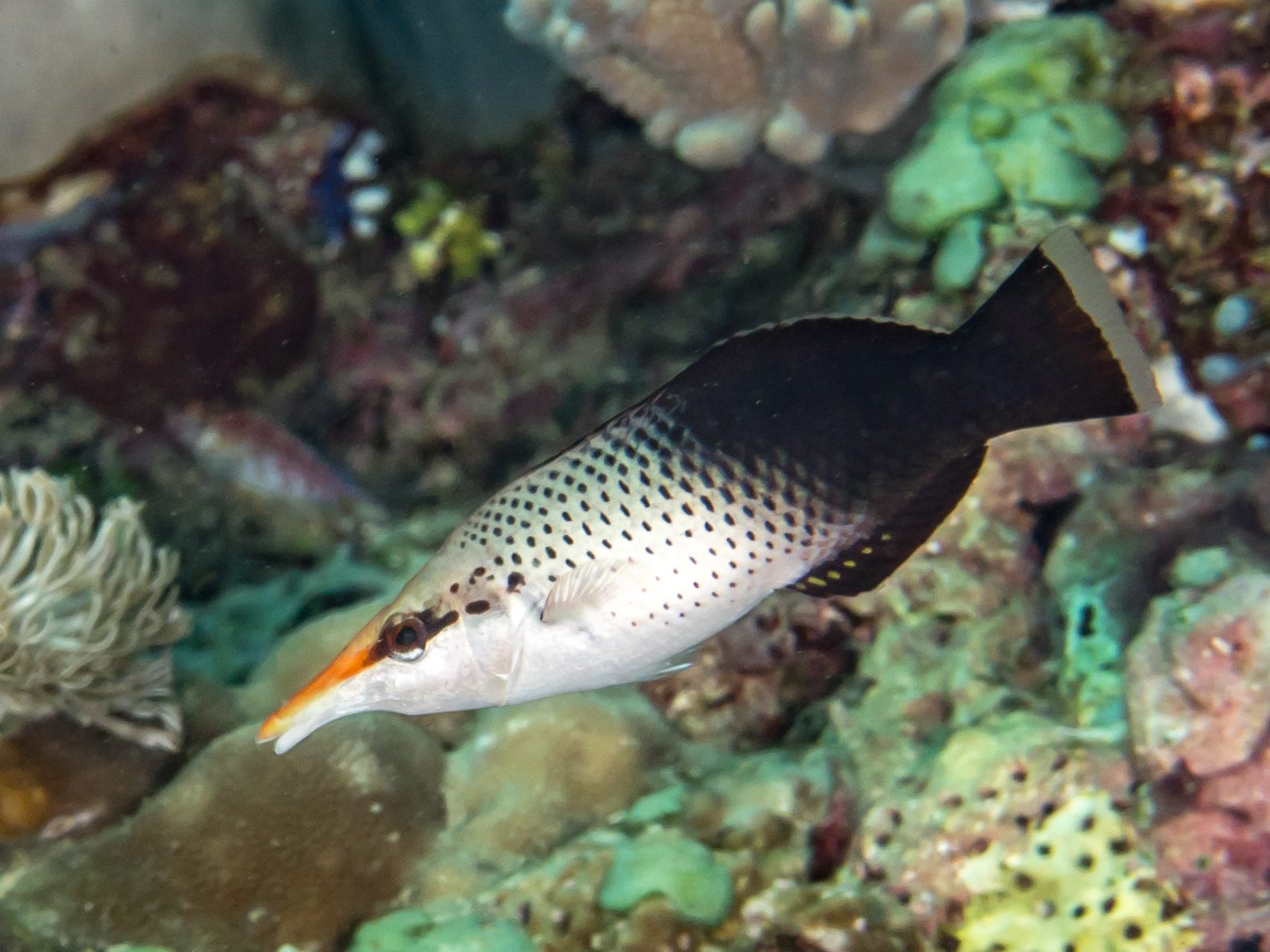 Green Bird Wrasse, (Female)
