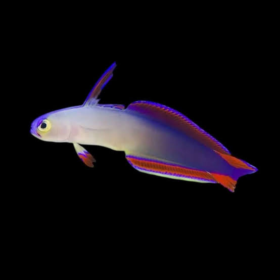 Purple Fire-Goby