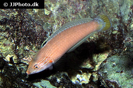 White/Threespot Wrasse