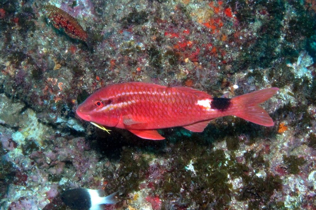 Rosy Goatfish