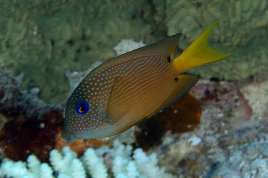 Twospot Surgeonfish