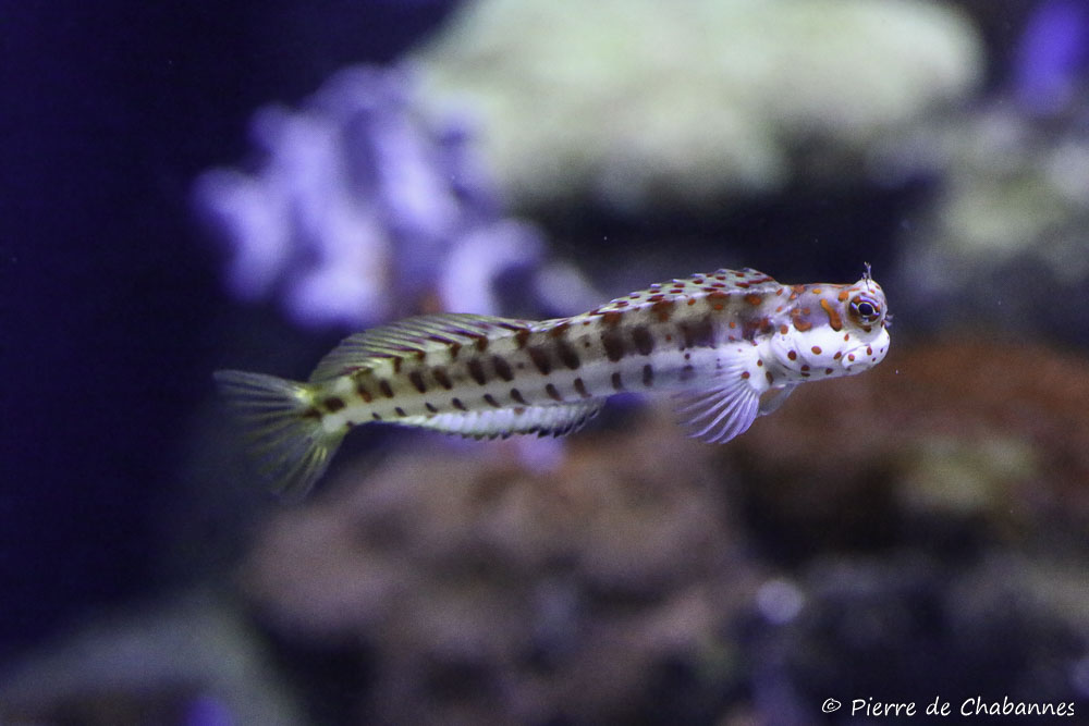 Orange Spotted Blenny