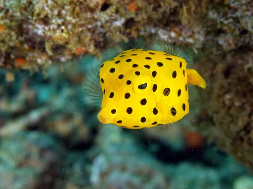 Yellow Boxfish