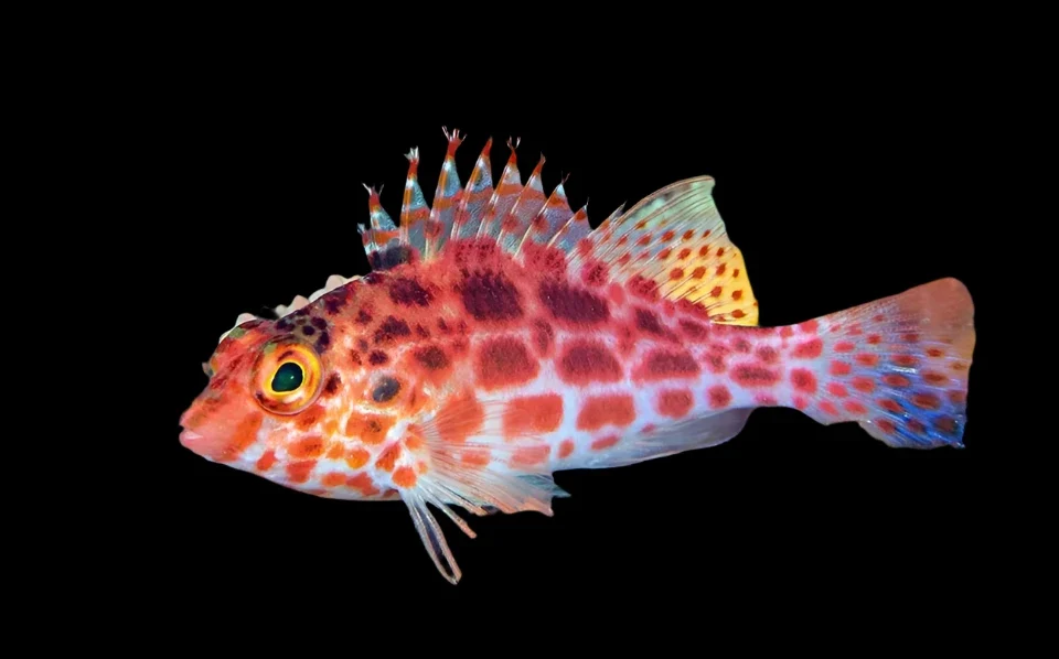 Spotted Hawkfish