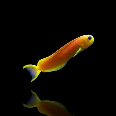 Midas Blenny