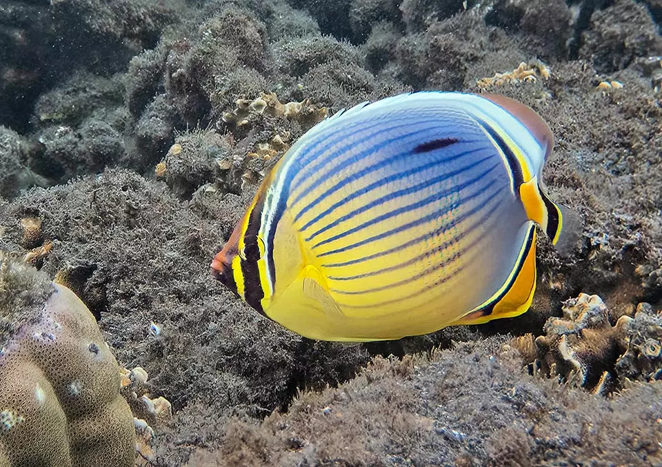 Melon Butterflyfish