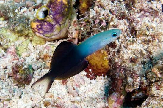 Blackfin dartfish