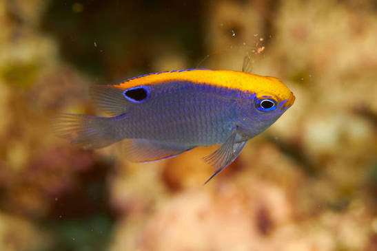 Indian damsel