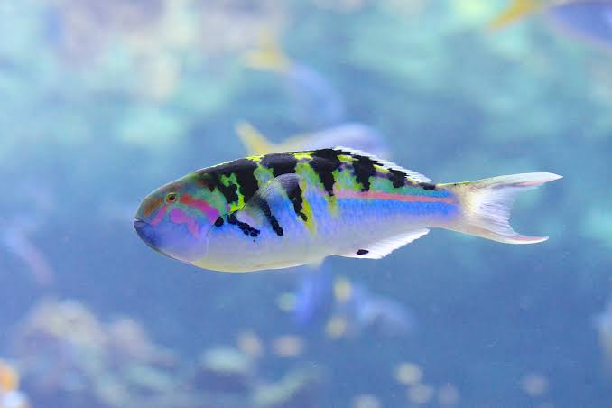 Sixbar Wrasse