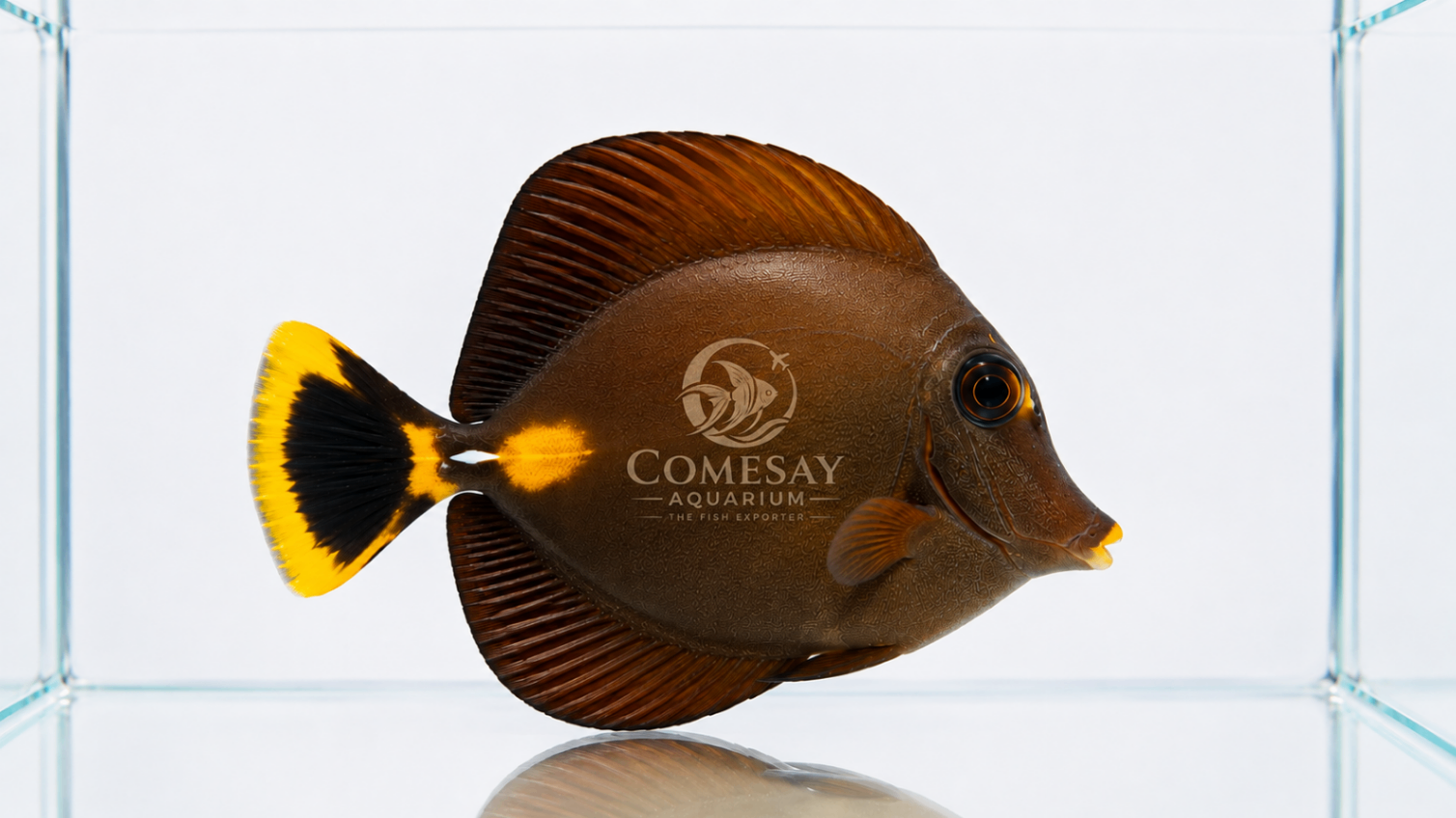 Brown Tang (Aberrant) – Yellow, Black & Brown