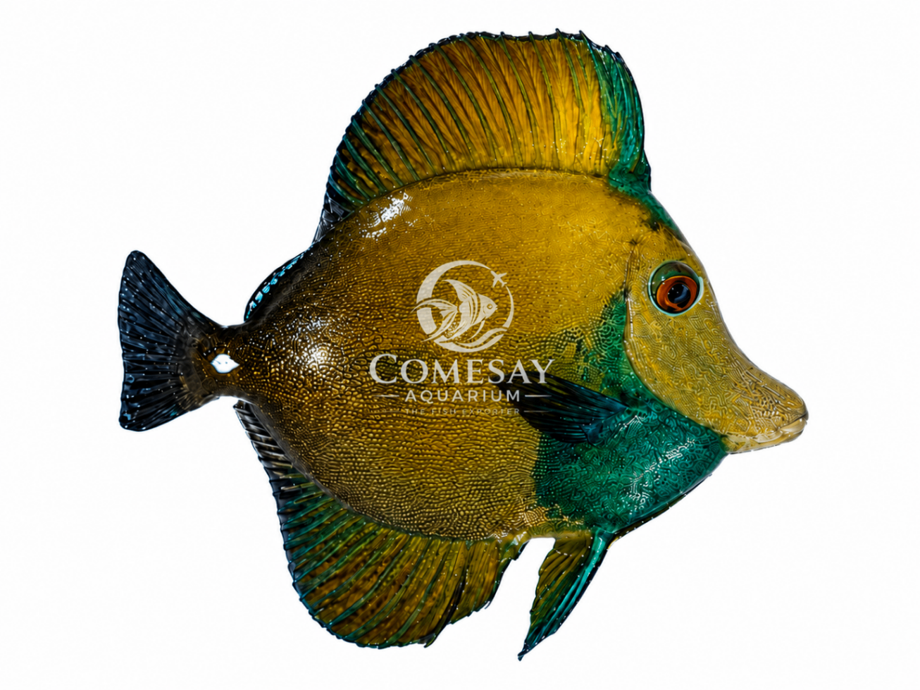 Brown Tang (Aberrant) β Green Head