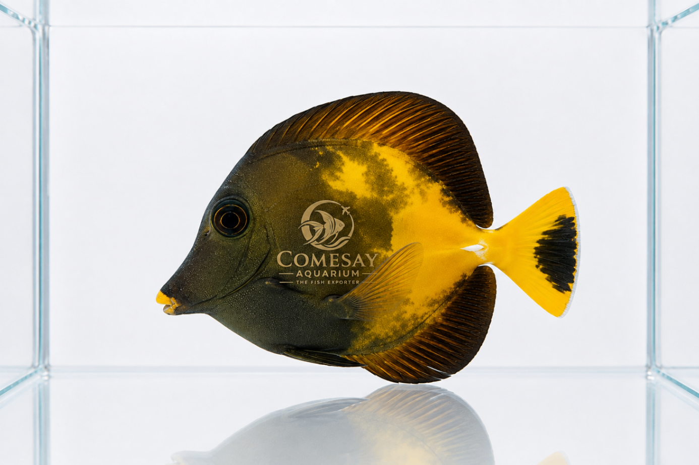 Brown Tang (Aberrant) – Yellow, Brown