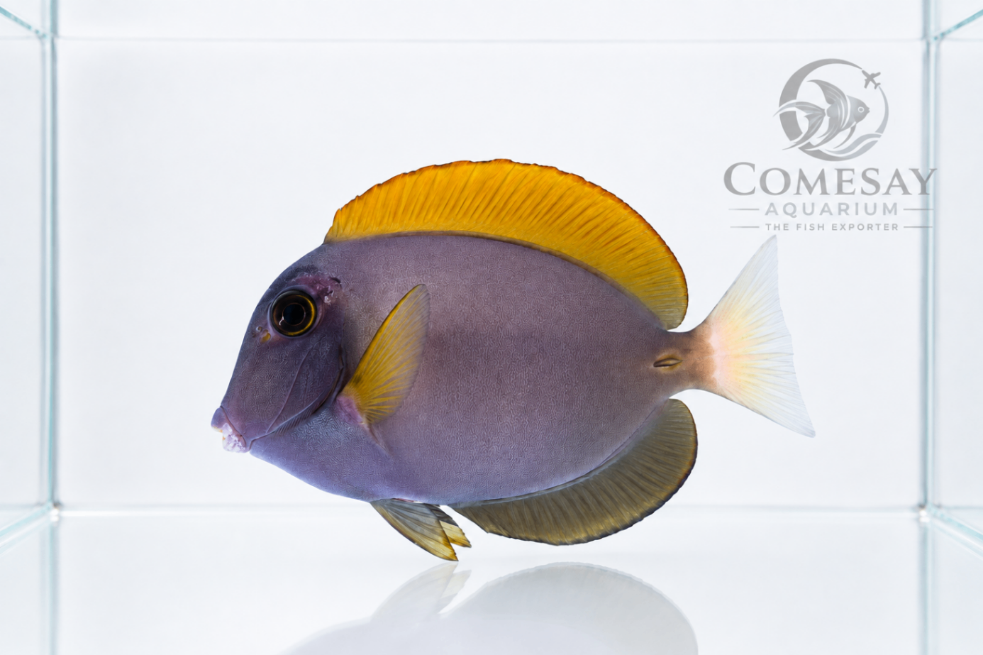 Hybrid Powder Blue Tang