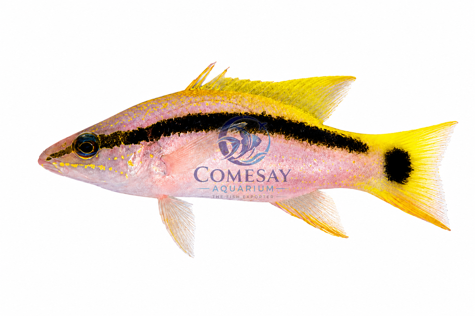 Black Stripe Basslet