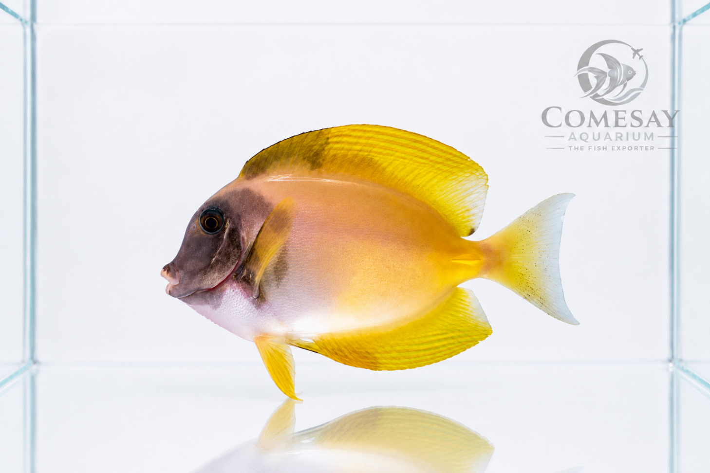 Aberrant Fowleri Tang